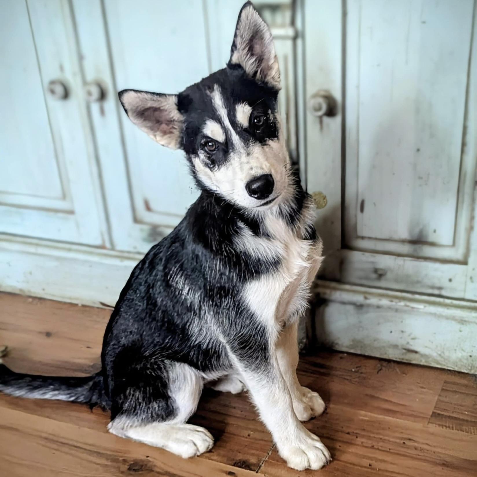 Artemis (20250926-04)