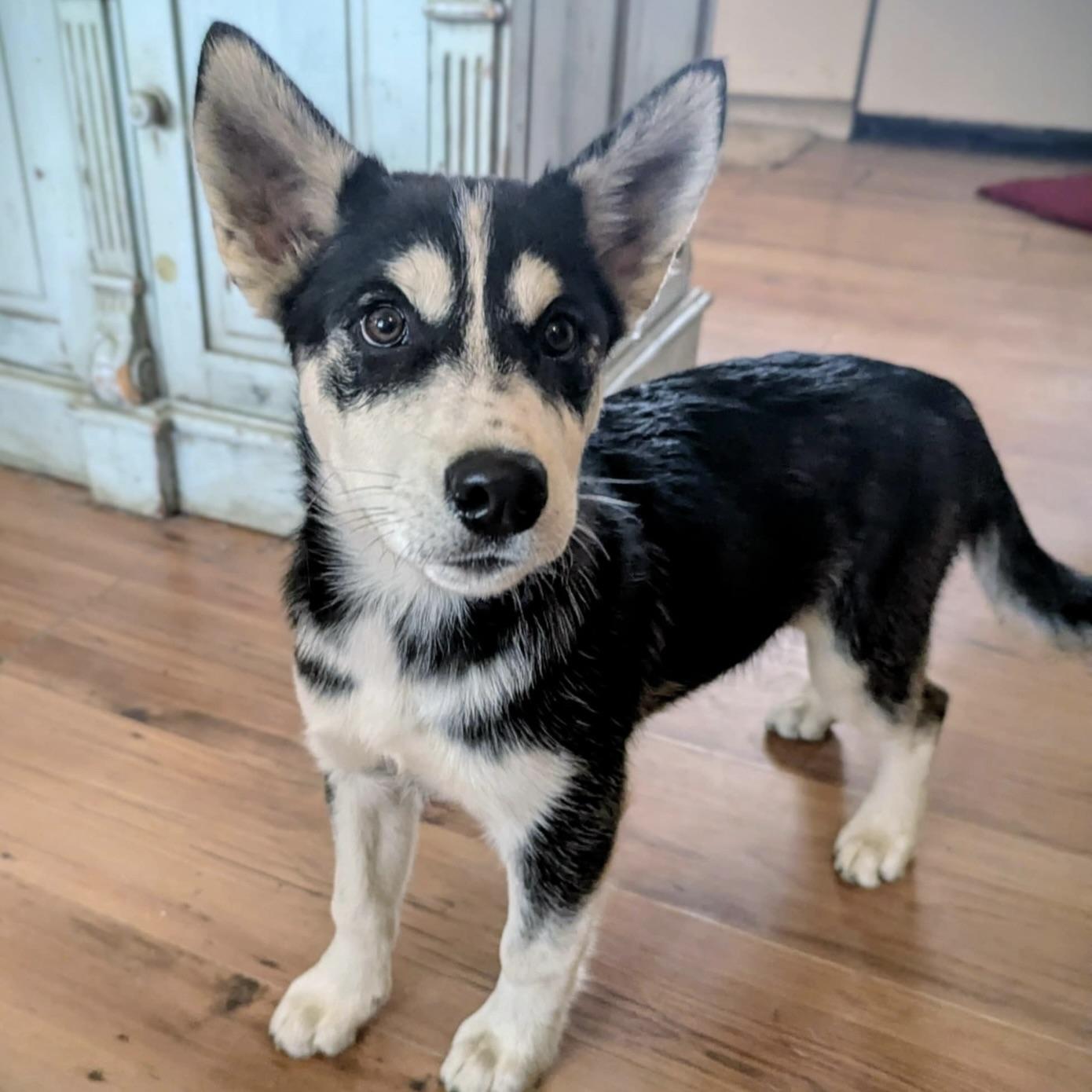 Artemis (20250926-04)