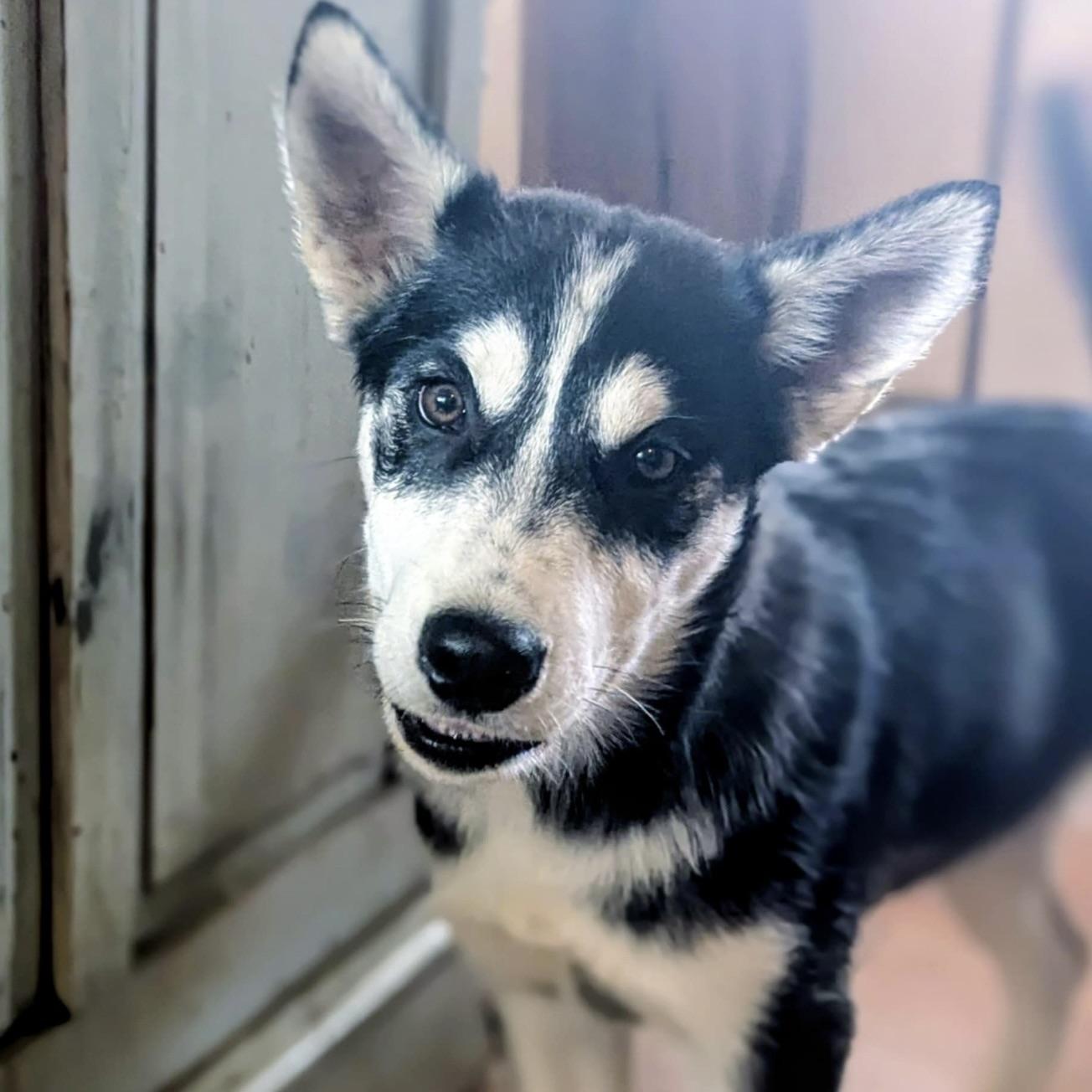 Artemis (20250926-04)