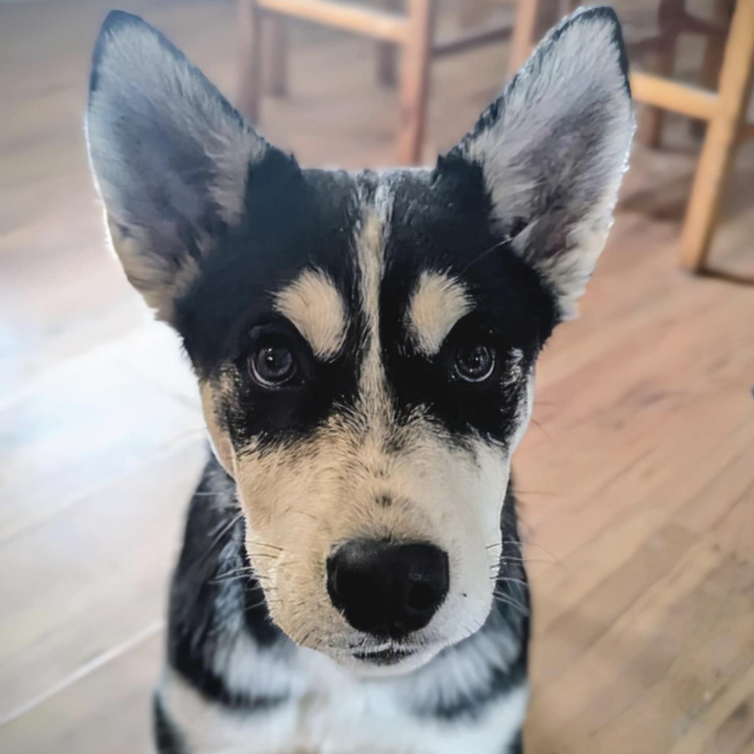 Artemis (20250926-04)