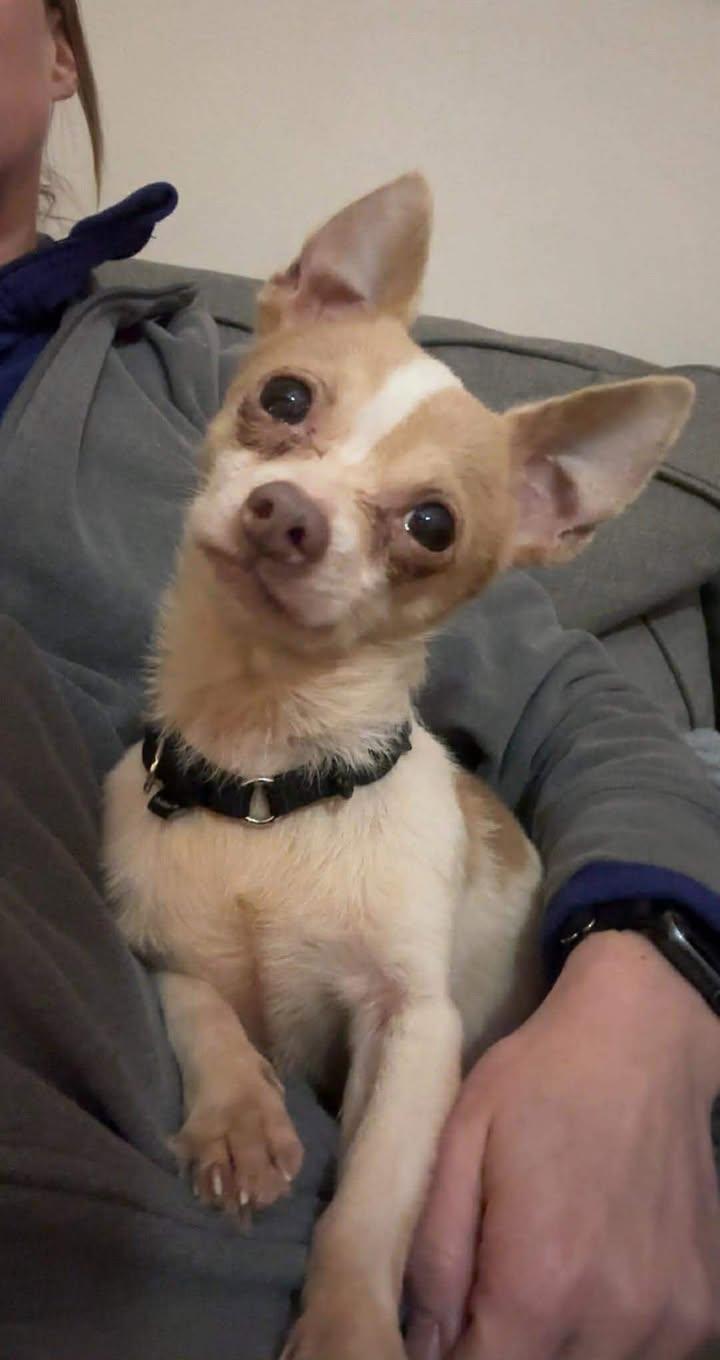 Enlarge Cecil, a ADOPTABLE Chihuahua in Lexington, KY image 2/5