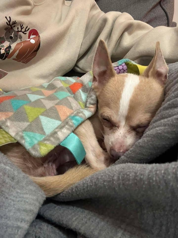 Enlarge Cecil, a ADOPTABLE Chihuahua in Lexington, KY image 4/5