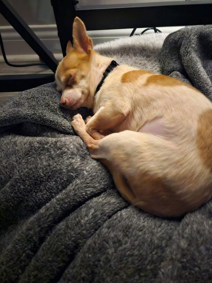 Enlarge Cecil, a ADOPTABLE Chihuahua in Lexington, KY image 5/5