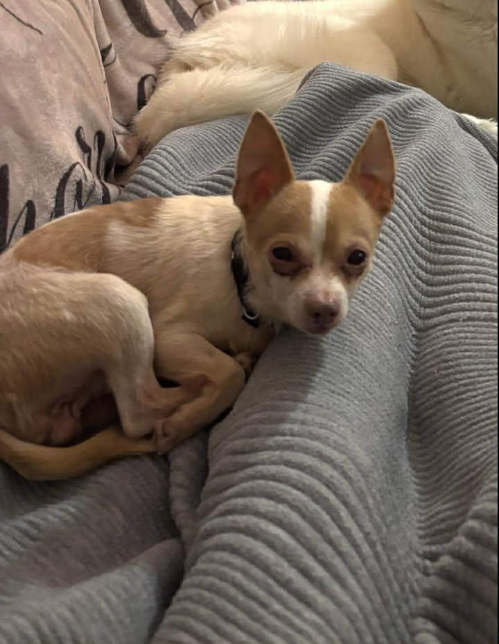 Enlarge Cecil, a ADOPTABLE Chihuahua in Lexington, KY image 3/5