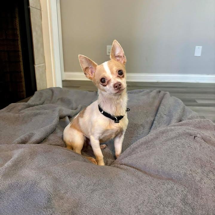 Enlarge Cecil, a ADOPTABLE Chihuahua in Lexington, KY image 1/5