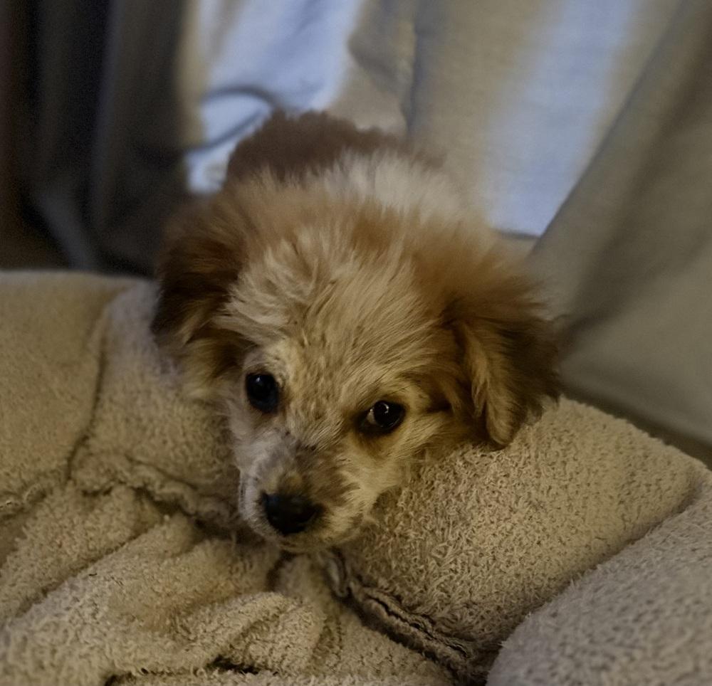 Teela 26D-028, Adopted, Puppy Female Collie.