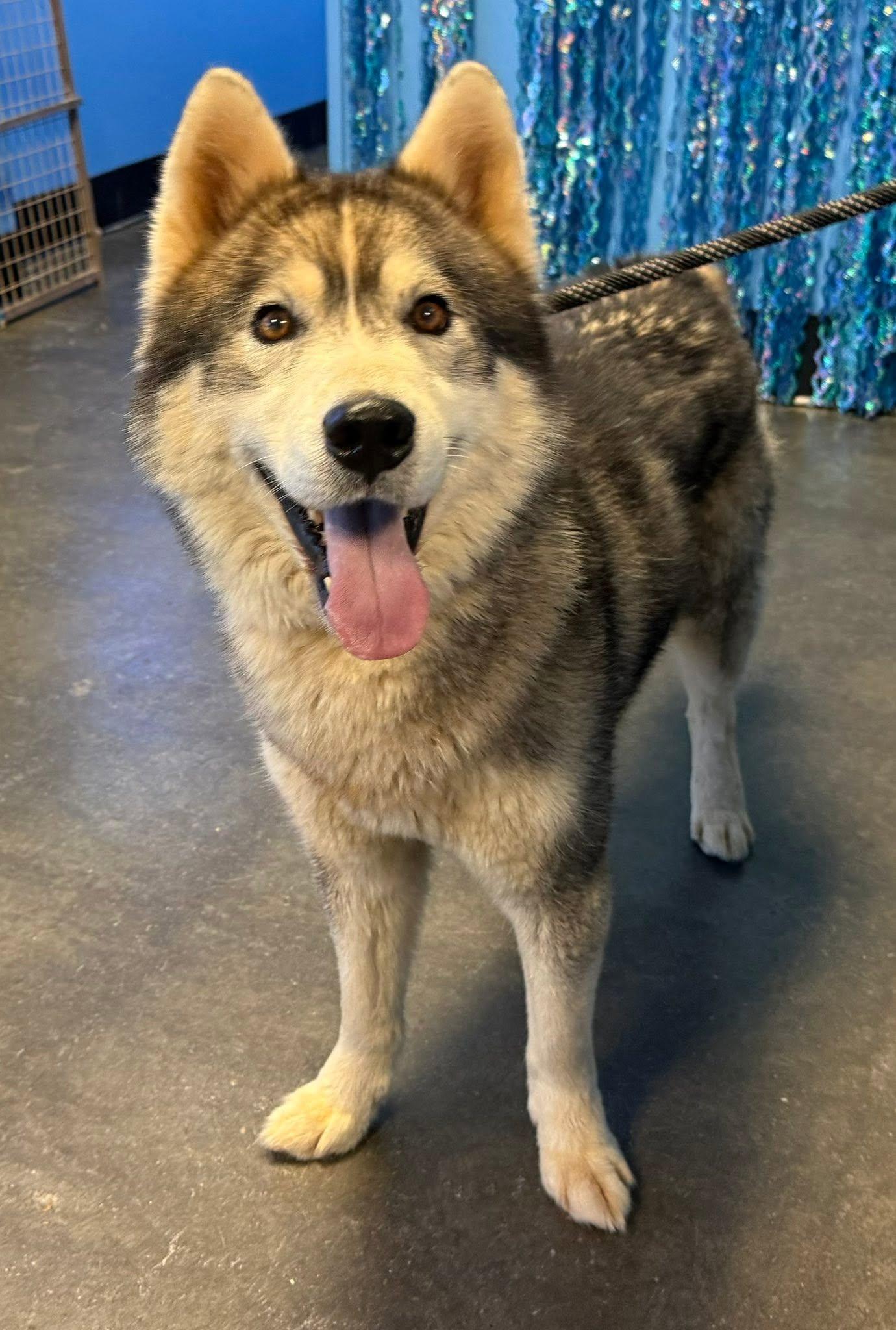 Glacier, Adoptable, Adult Male Siberian Husky.