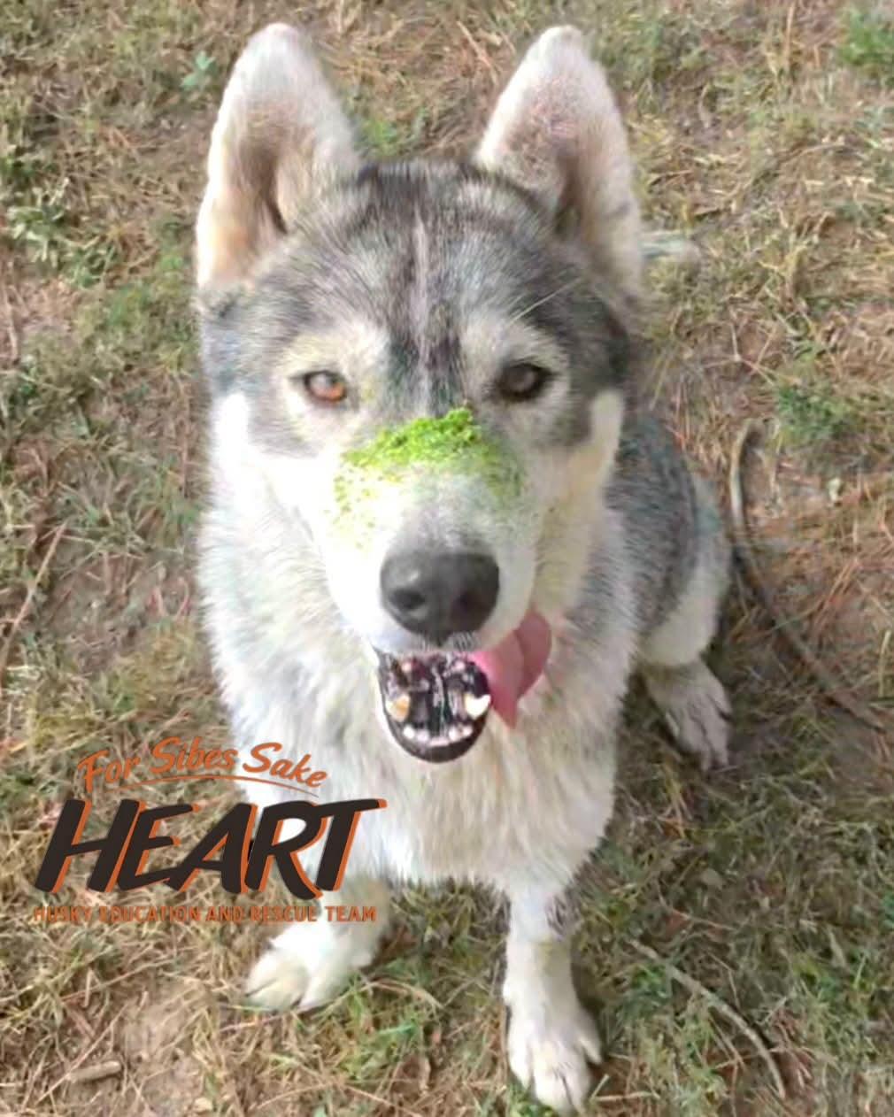 Enlarge Glacier, a Adoptable Siberian Husky in Millersville, MD image 2/3