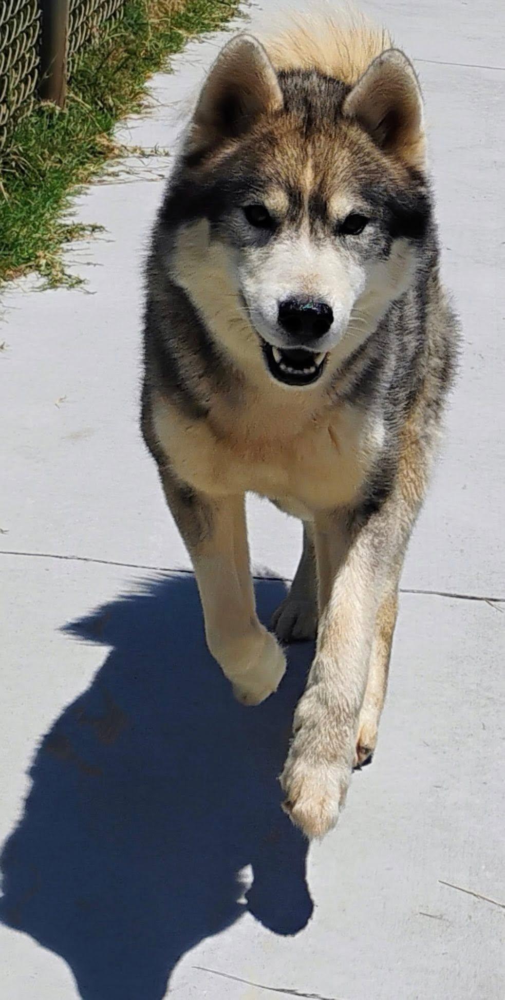 Enlarge Glacier, a Adoptable Siberian Husky in Millersville, MD image 3/3