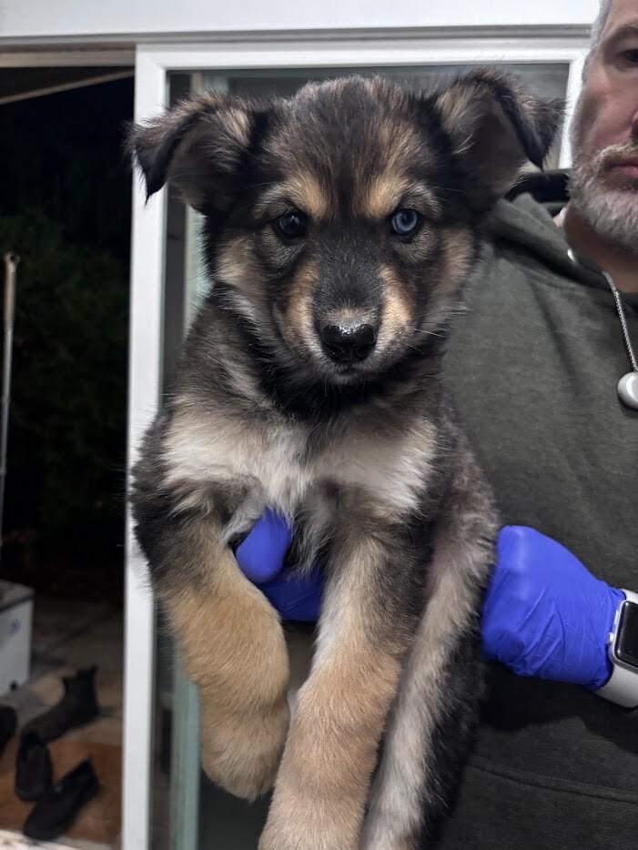 Topaz, Adoptable, Young Female Husky.