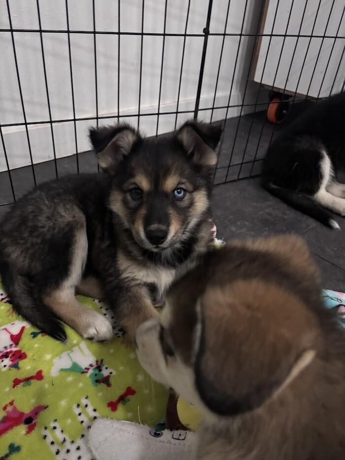 Enlarge Topaz, a Adoptable Husky in renton, WA image 3/3