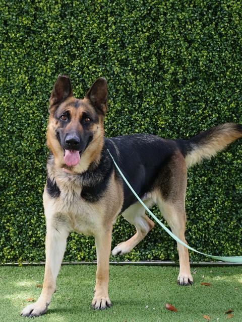TIPPY, Adoptable, Adult Female German Shepherd Dog.