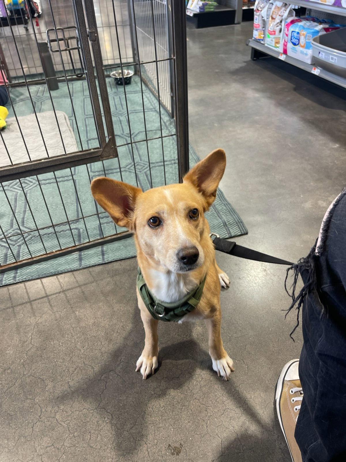 Bea, Adoptable, Adult Female Jack Russell Terrier & Chihuahua.