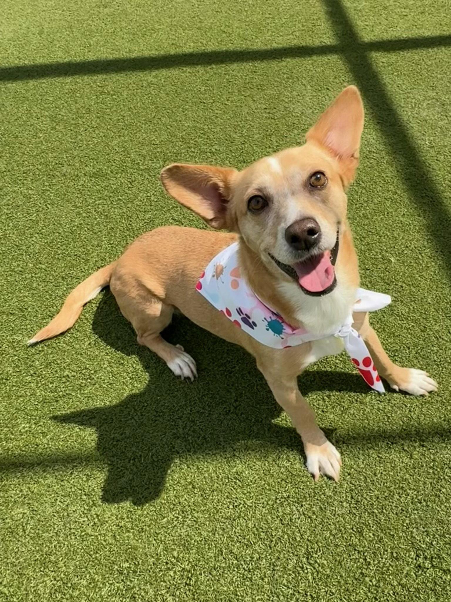 Bea, Adoptable, Adult Female Jack Russell Terrier & Chihuahua.