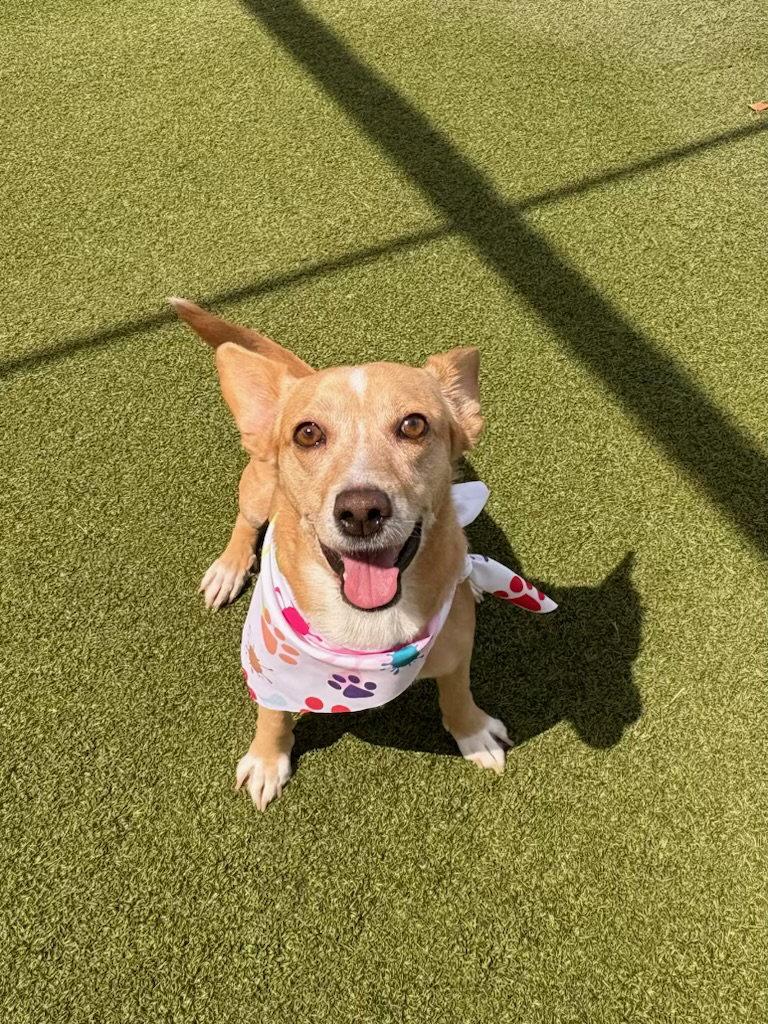 Enlarge Bea, a Adoptable mixed breed in Glendale, AZ image 2/3