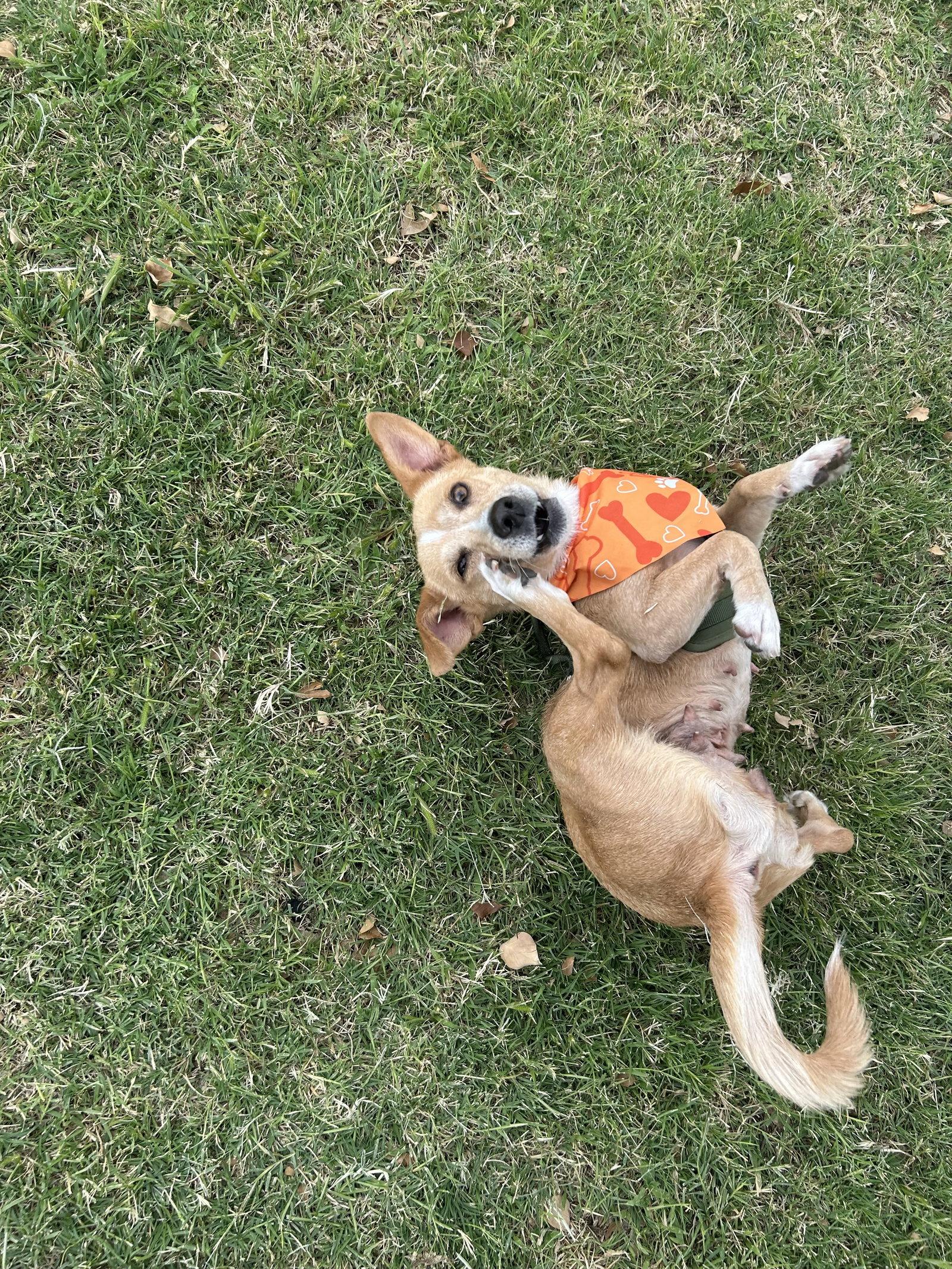 Bea, Adoptable, Adult Female Jack Russell Terrier & Chihuahua.