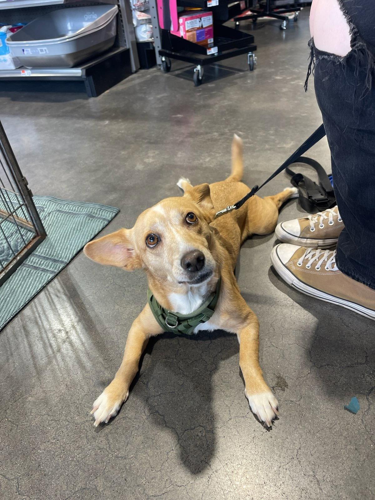Enlarge Bea, a Adoptable mixed breed in Glendale, AZ image 2/3