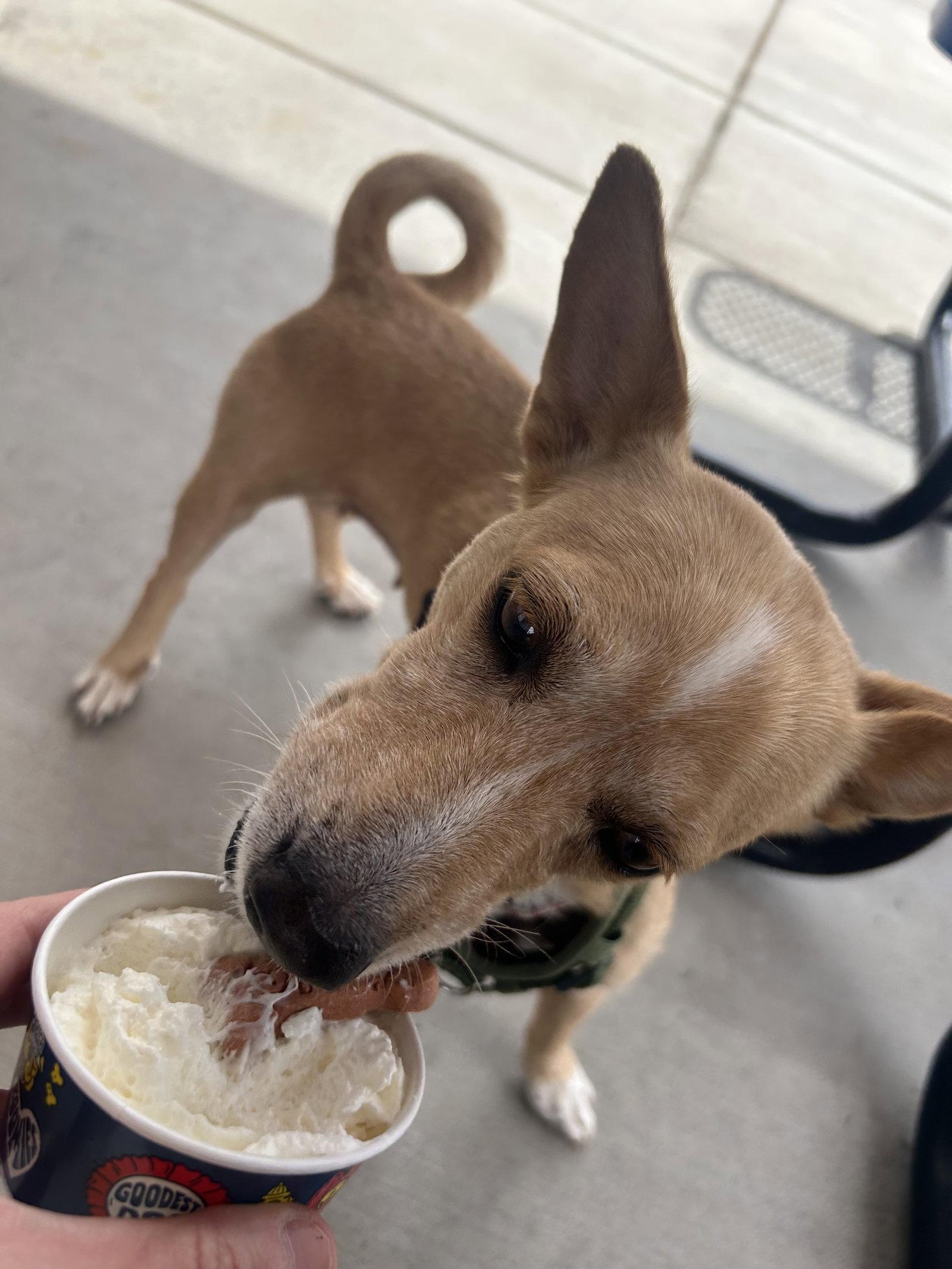 Bea, a Adoptable mixed breed in Glendale, AZ image 2/3