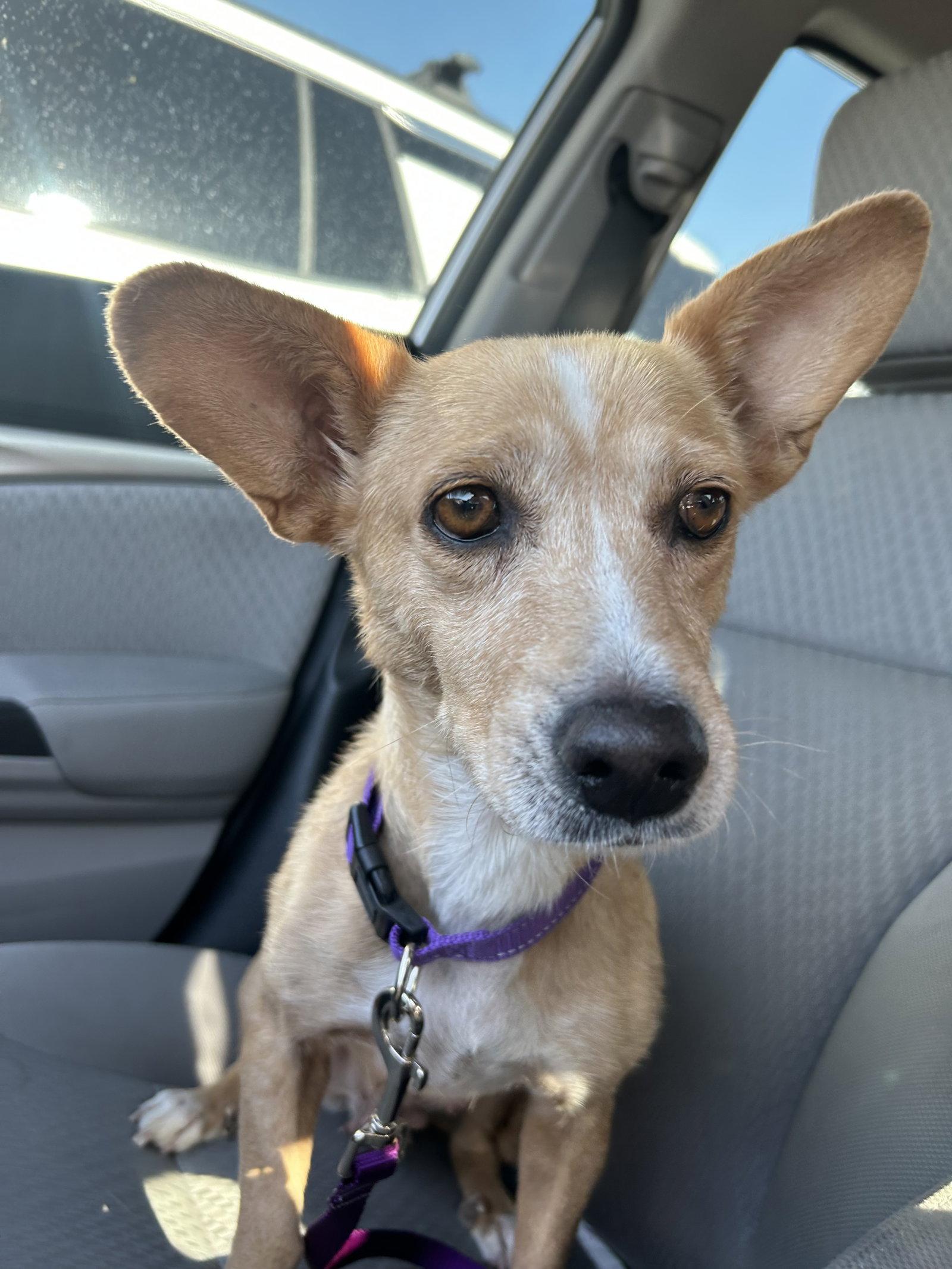 Bea, a Adoptable mixed breed in Glendale, AZ image 3/3