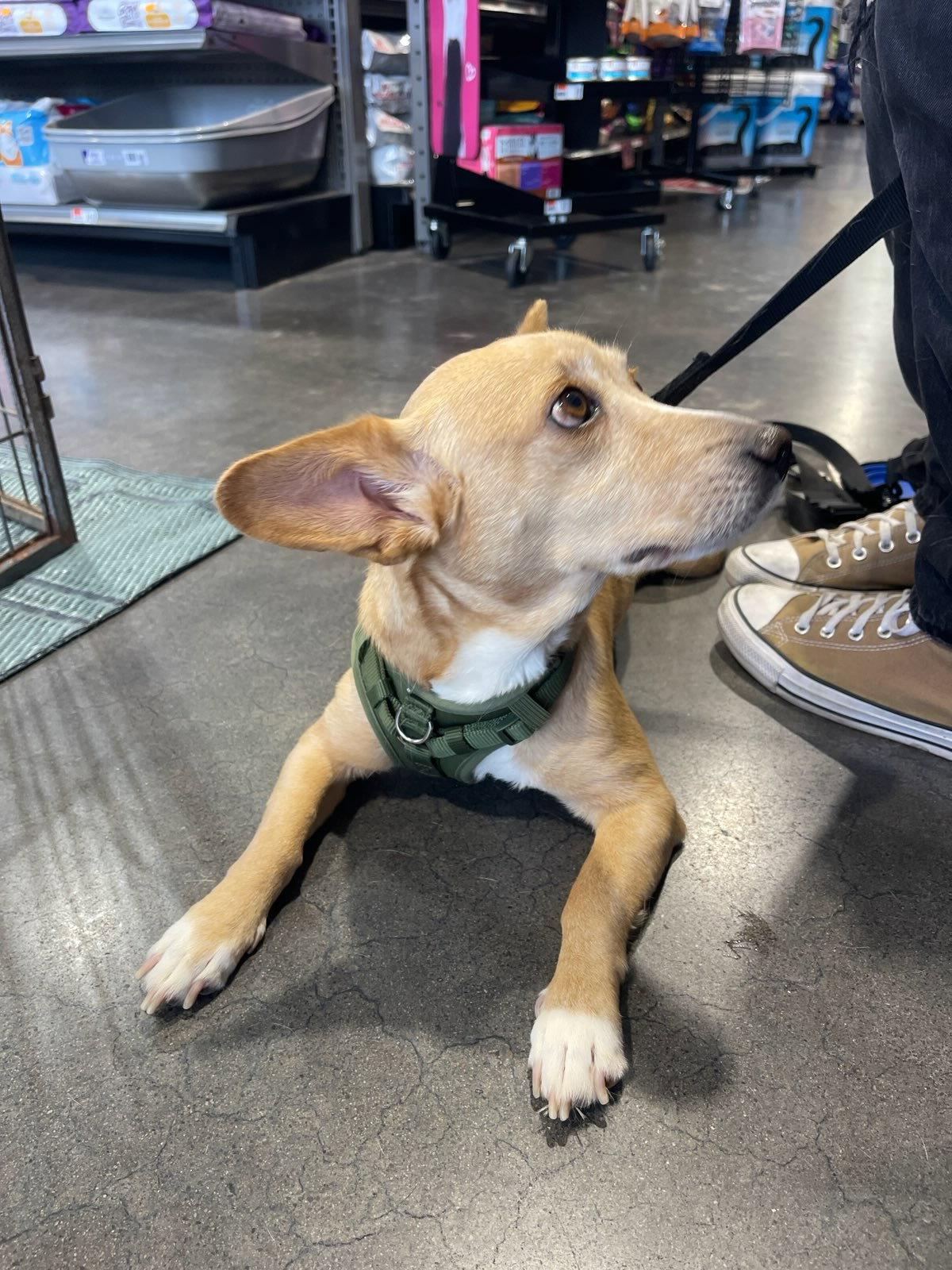 Enlarge Bea, a Adoptable mixed breed in Glendale, AZ image 3/3