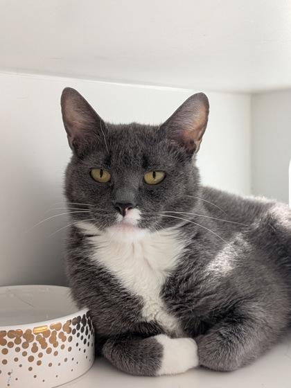 Casey, Adoptable, Adult Female Domestic Short Hair & Domestic Short Hair.