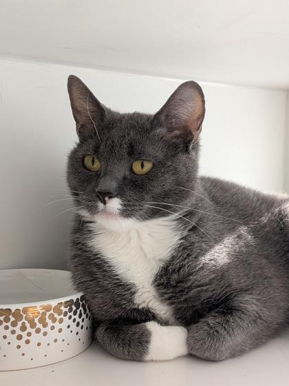 Enlarge Casey, a Adoptable mixed breed in Divide, CO image 1/3