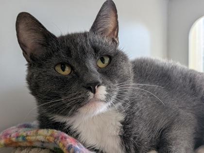 Enlarge Casey, a Adoptable mixed breed in Divide, CO image 2/3