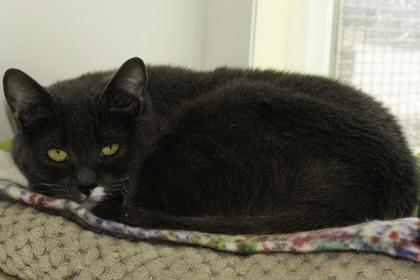 Enlarge Casey, a Adoptable mixed breed in Divide, CO image 3/3