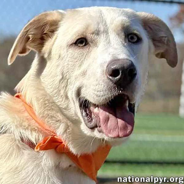 Enlarge Rougaroux in CT - Happy, Sweet & Playful!, a Adoptable mixed breed in Putnam, CT image 1/4
