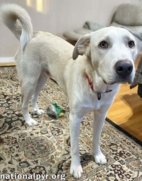 Enlarge Rougaroux in CT - Happy, Sweet & Playful!, a Adoptable mixed breed in Putnam, CT image 3/4