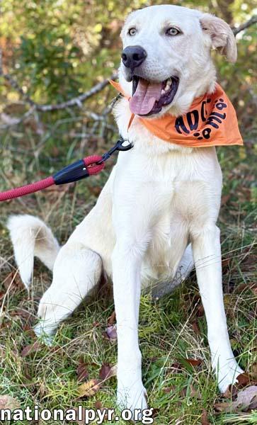 Rougaroux in CT - Happy, Sweet & Playful!