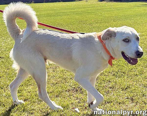 Rougaroux in CT - Happy, Sweet & Playful!