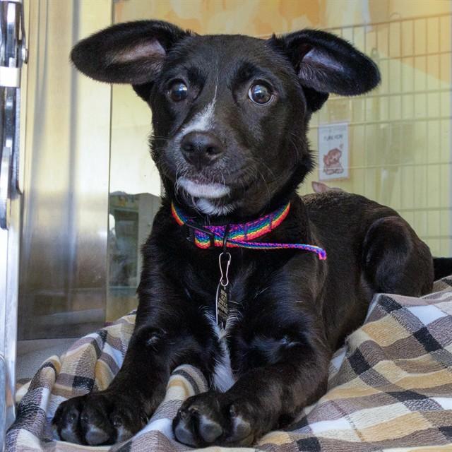 LESSI, Adoptable, Puppy Female Labrador Retriever & Mixed Breed.