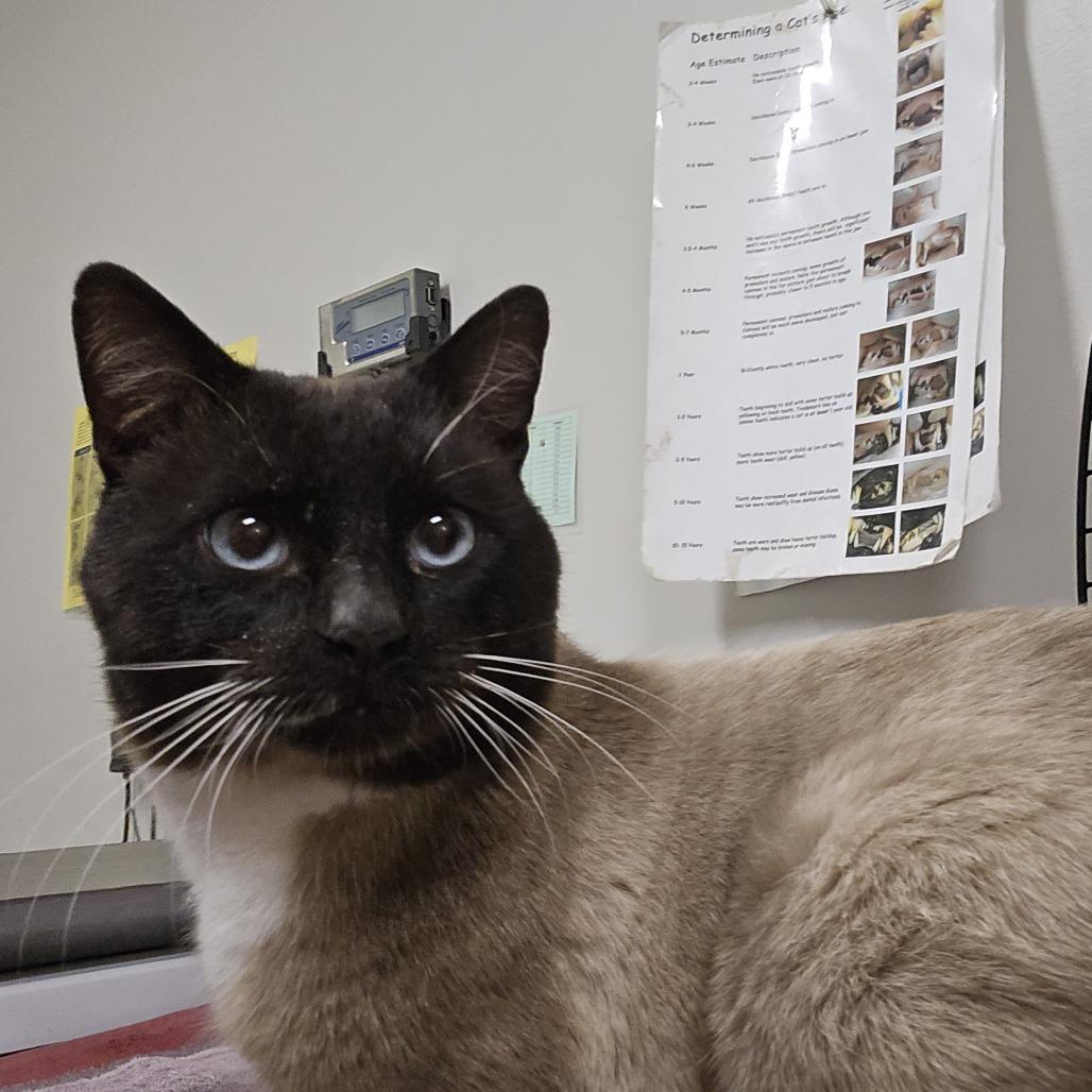 Luke, a Adoptable Domestic Short Hair in Saint Cloud, MN image 1/3