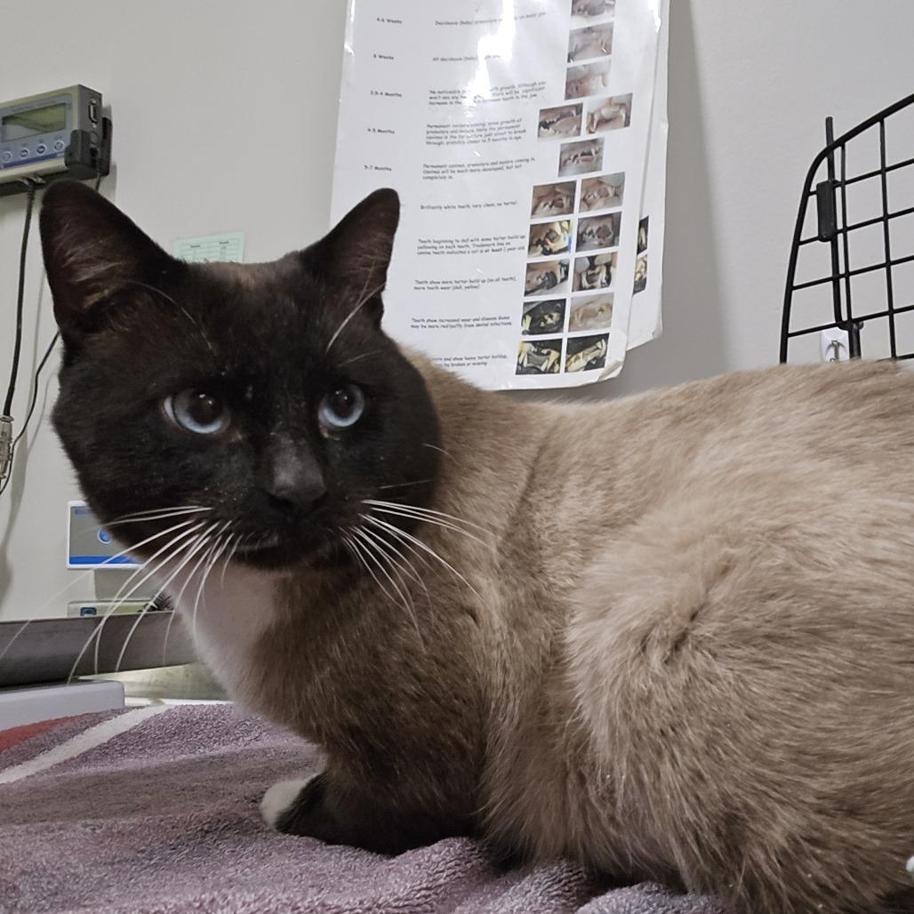 Luke, a Adoptable Domestic Short Hair in Saint Cloud, MN image 2/3