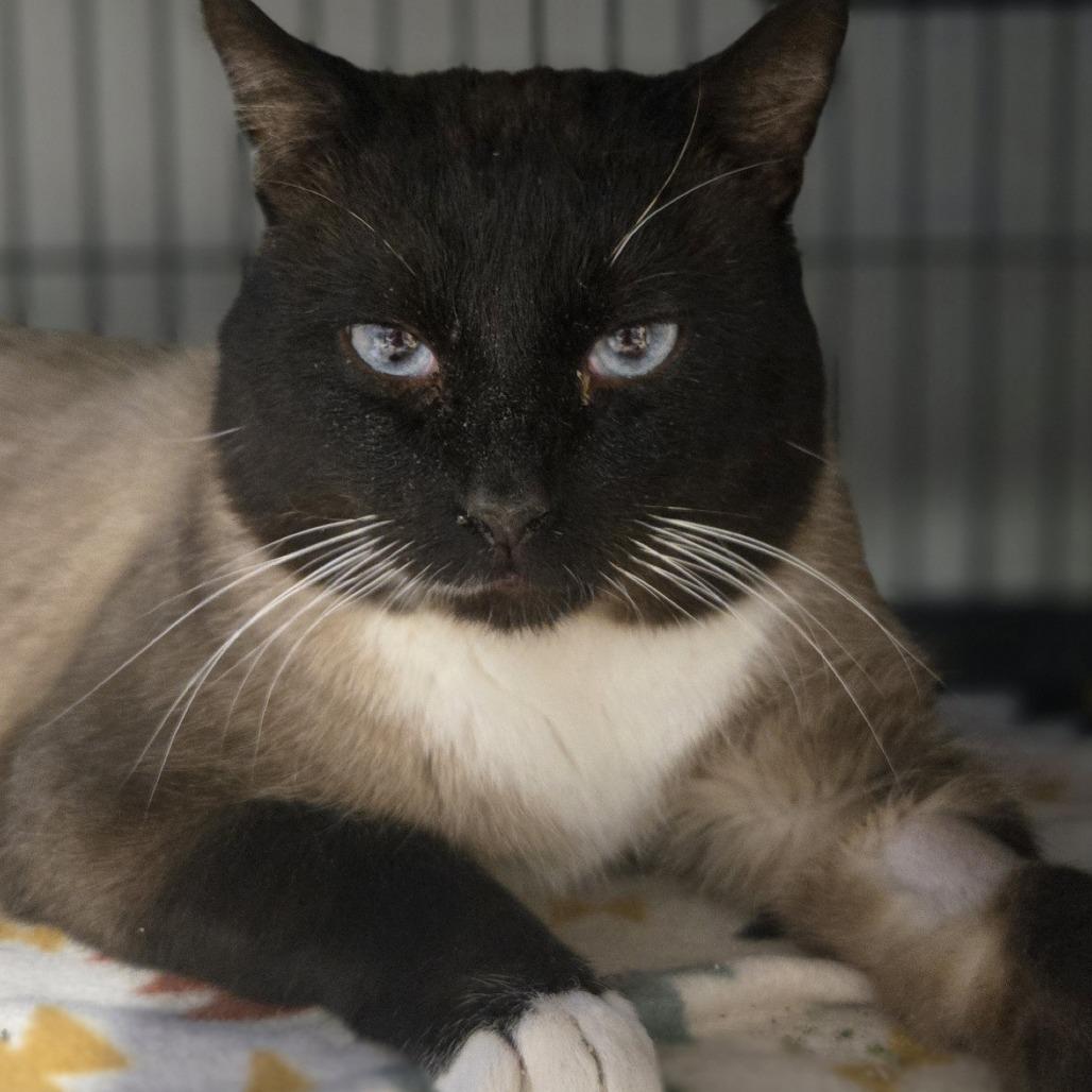 Luke, a Adoptable Domestic Short Hair in Saint Cloud, MN image 3/3