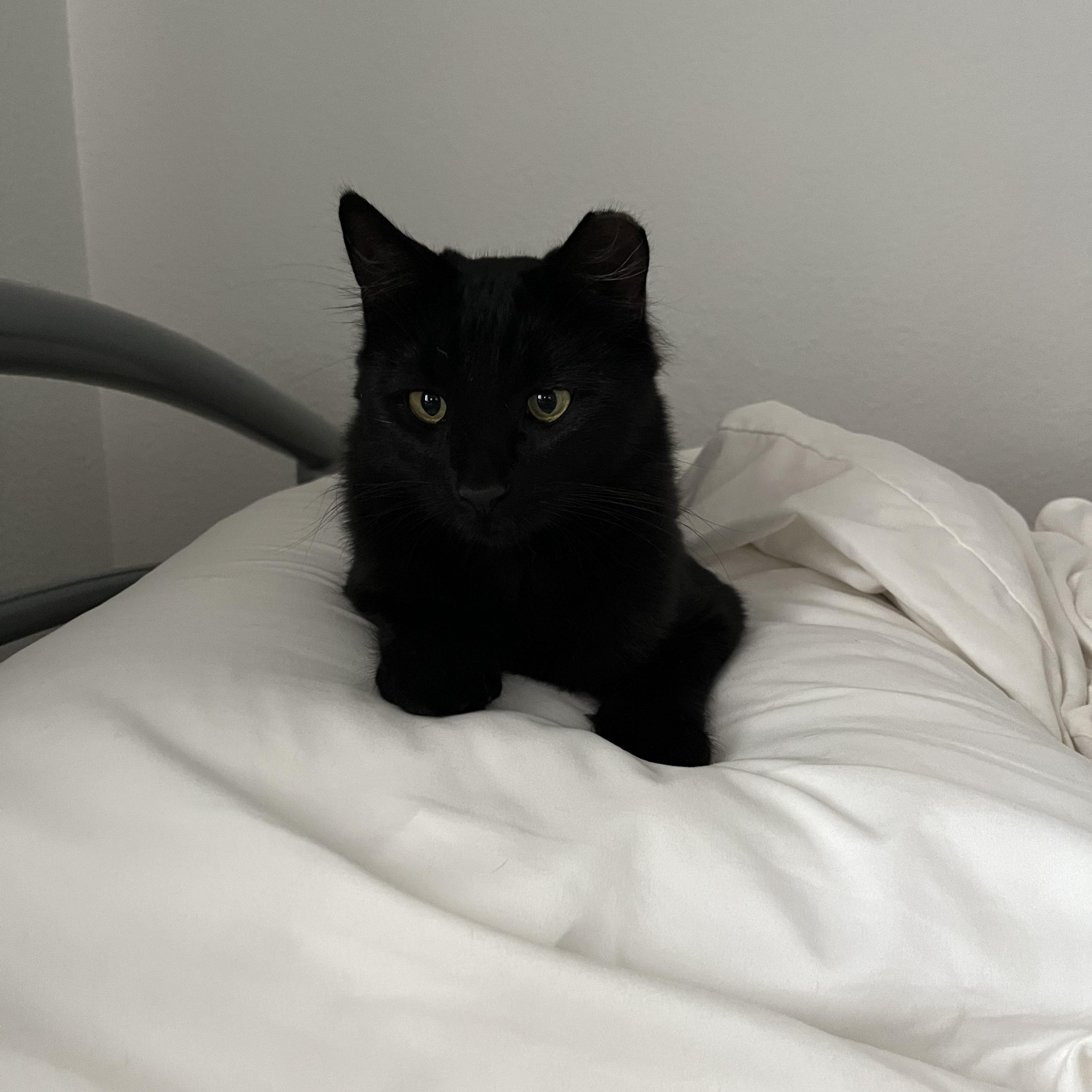 Moon (Bonded with Sun), a Adoptable Domestic Medium Hair in Elk Grove, CA image 4/6