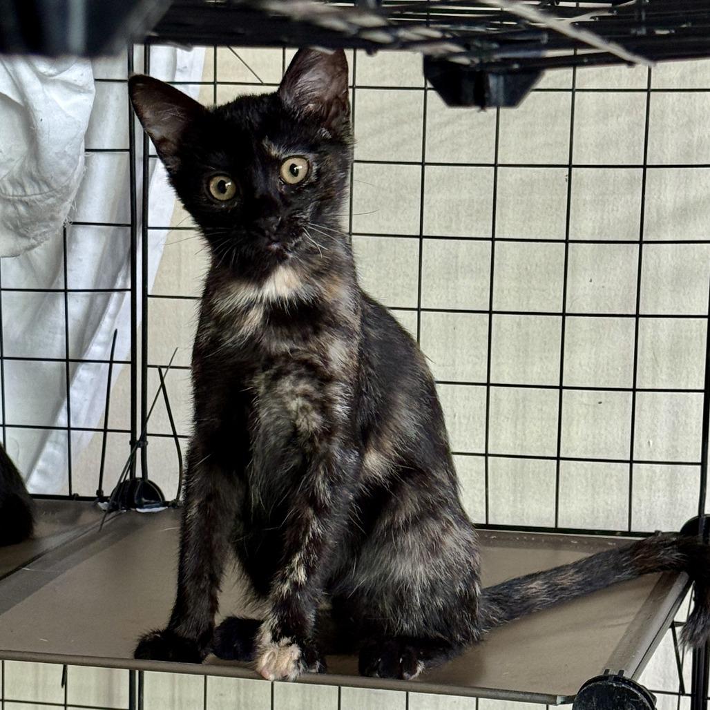 Zoey — thumbnail 2