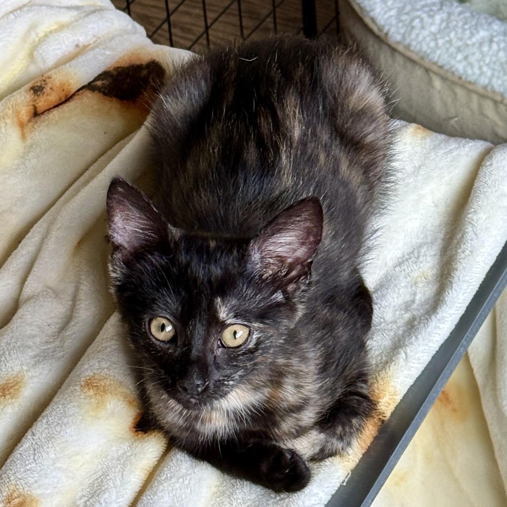 Zoey — thumbnail 4