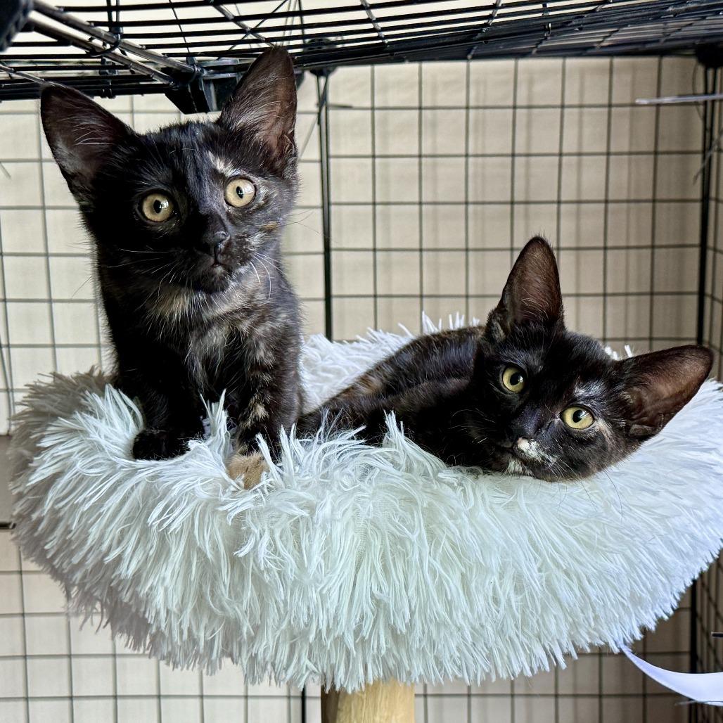 Zoey — thumbnail 5