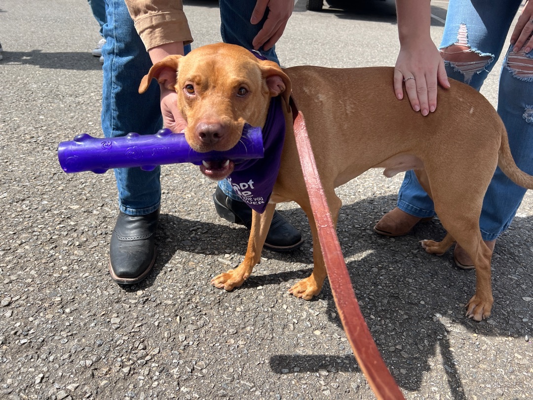 Enlarge Scooby, a Adoptable mixed breed in Cumming, GA image 4/5