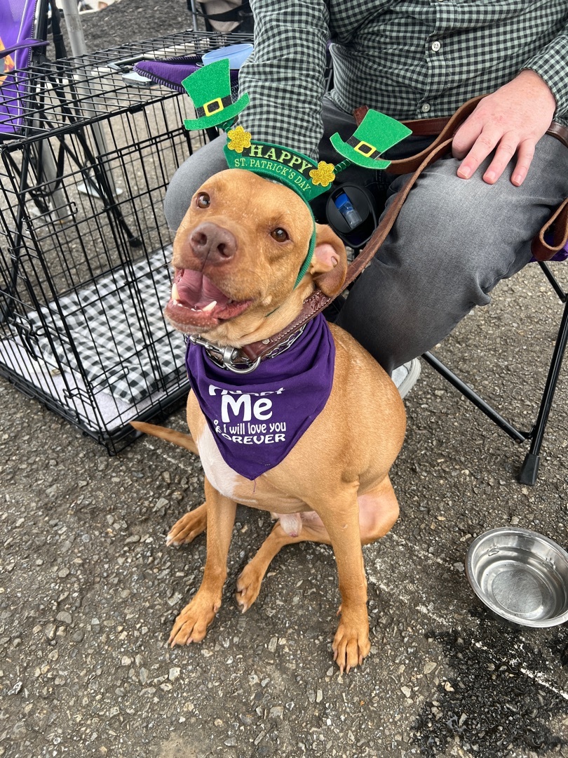 Enlarge Scooby, a Adoptable mixed breed in Cumming, GA image 5/5