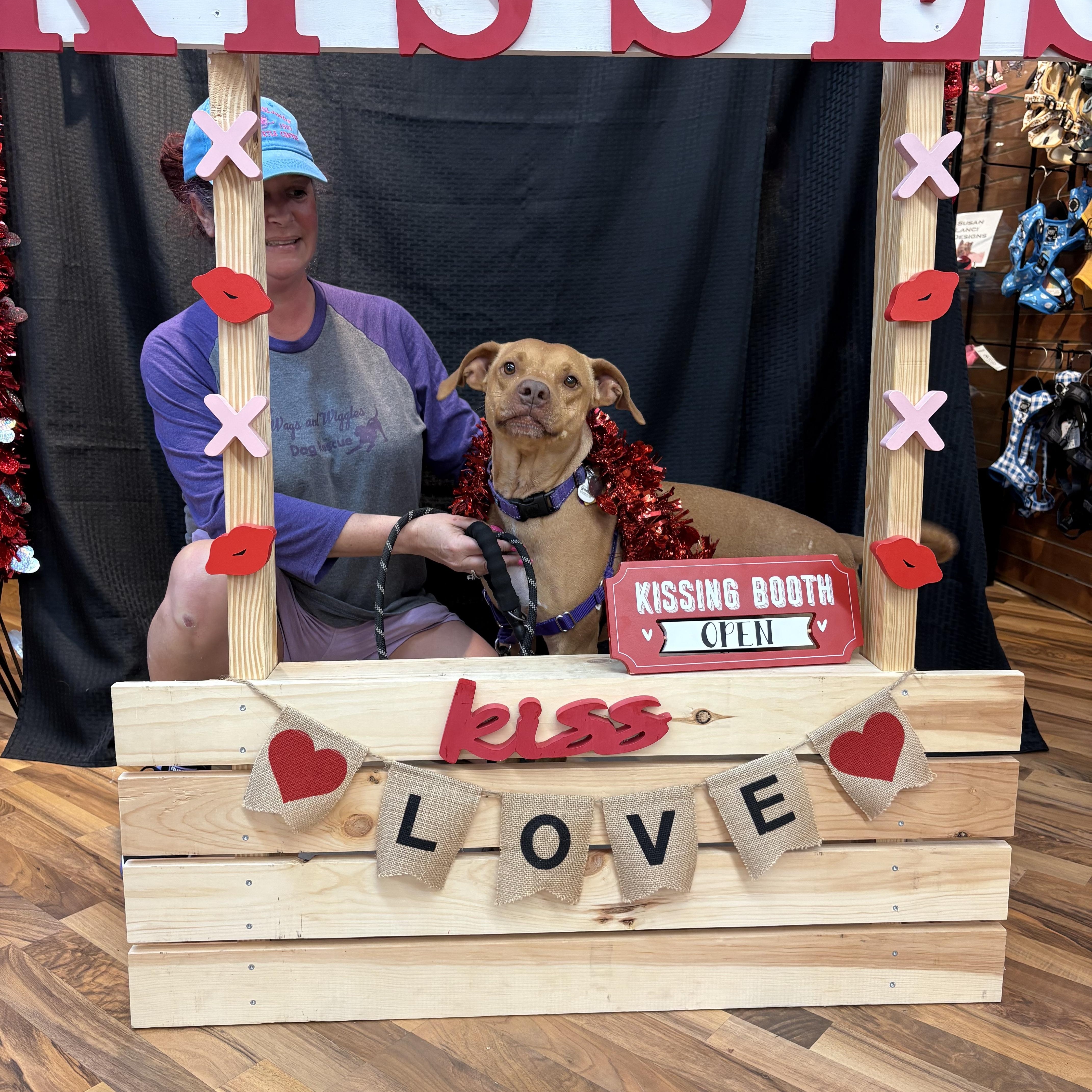 Scooby, an adoptable Vizsla, Boxer in Cumming, GA, 30040 | Photo Image 2