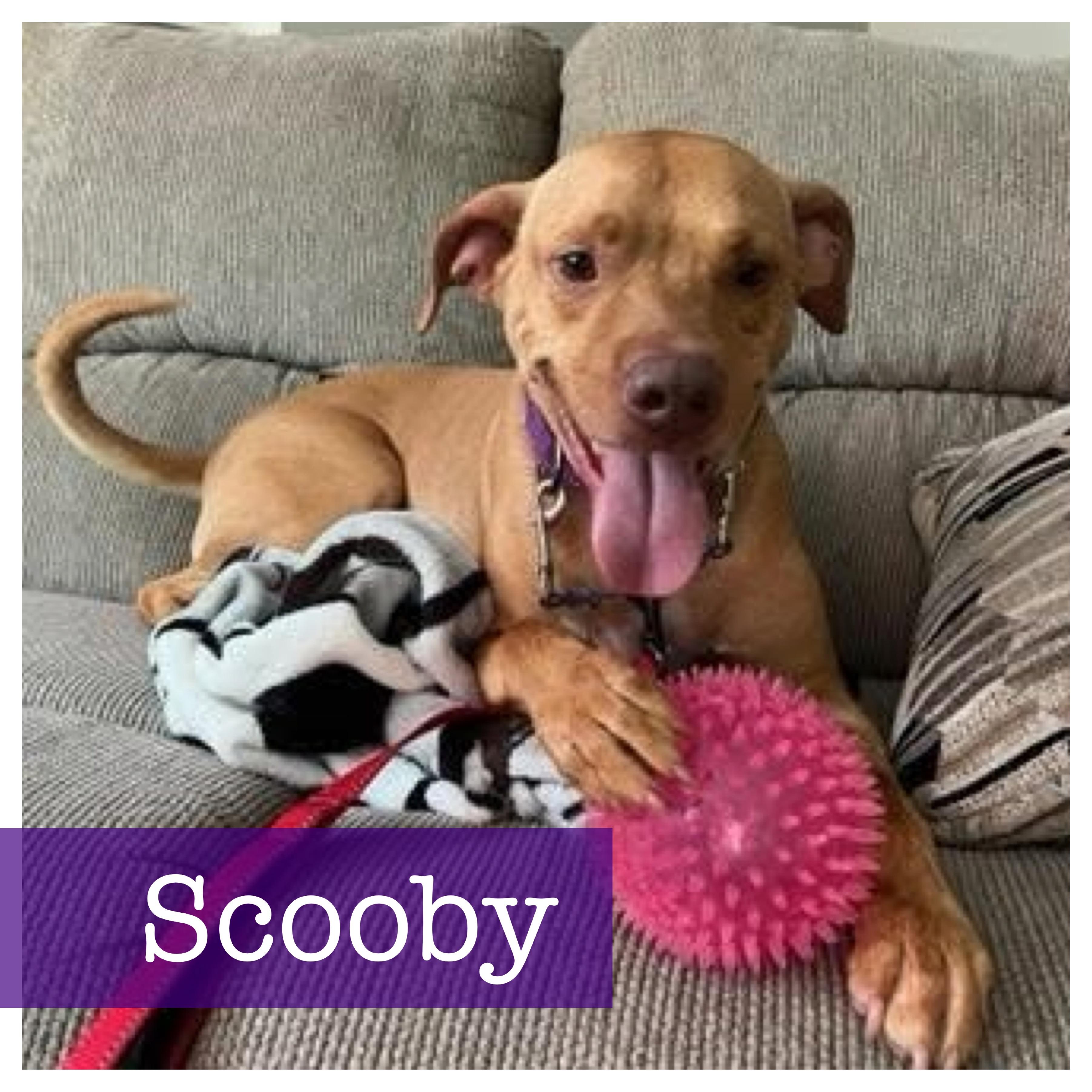 Scooby, an adoptable Vizsla, Boxer in Cumming, GA, 30040 | Photo Image 1