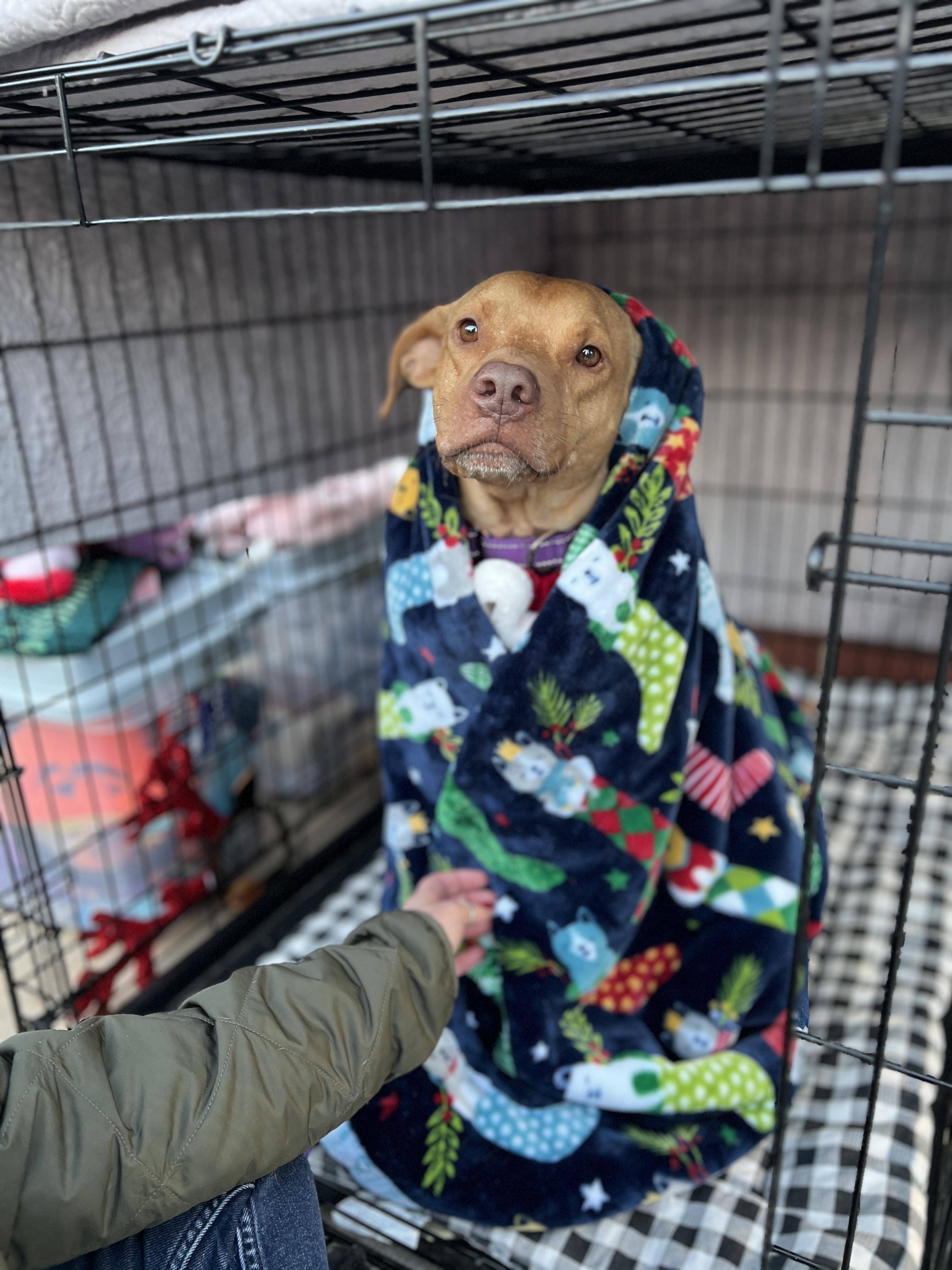 Enlarge Scooby, a Adoptable mixed breed in Cumming, GA image 3/5