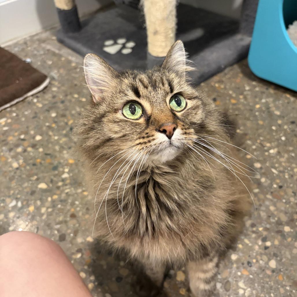 Enlarge Didda (Bonded to Ted), a Adoptable Domestic Long Hair in Louisville, KY image 1/6