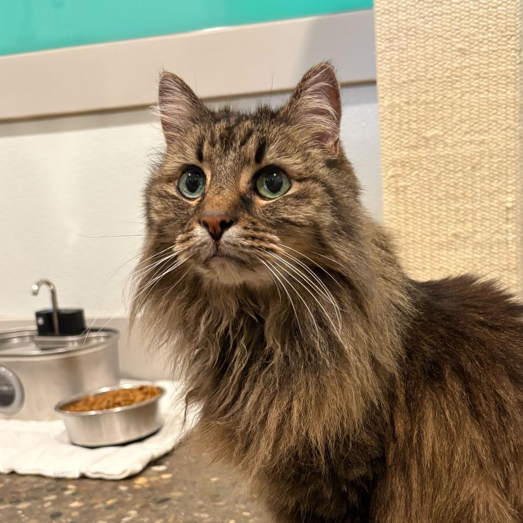Didda (Bonded to Ted), Adoptable, Senior Female Domestic Long Hair.