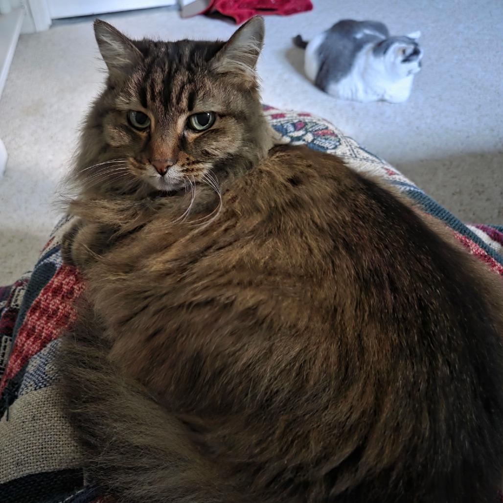 Didda (Bonded to Ted), a Adoptable Domestic Long Hair in Louisville, KY image 2/5