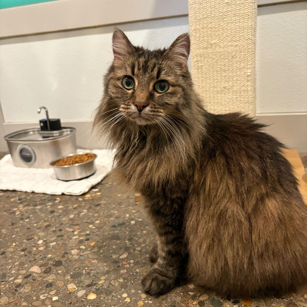 Didda (Bonded to Ted), a Adoptable Domestic Long Hair in Louisville, KY image 2/2