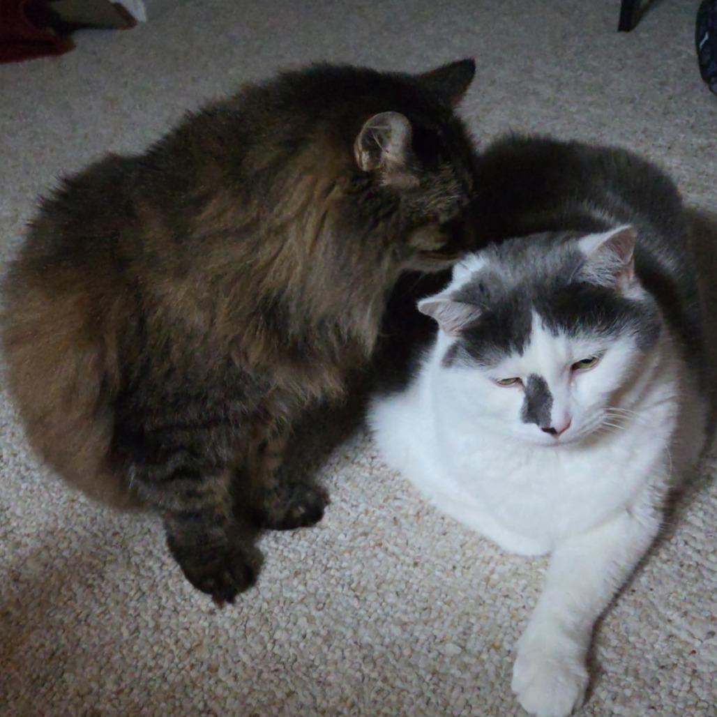 Didda (Bonded to Ted), a Adoptable Domestic Long Hair in Louisville, KY image 4/5